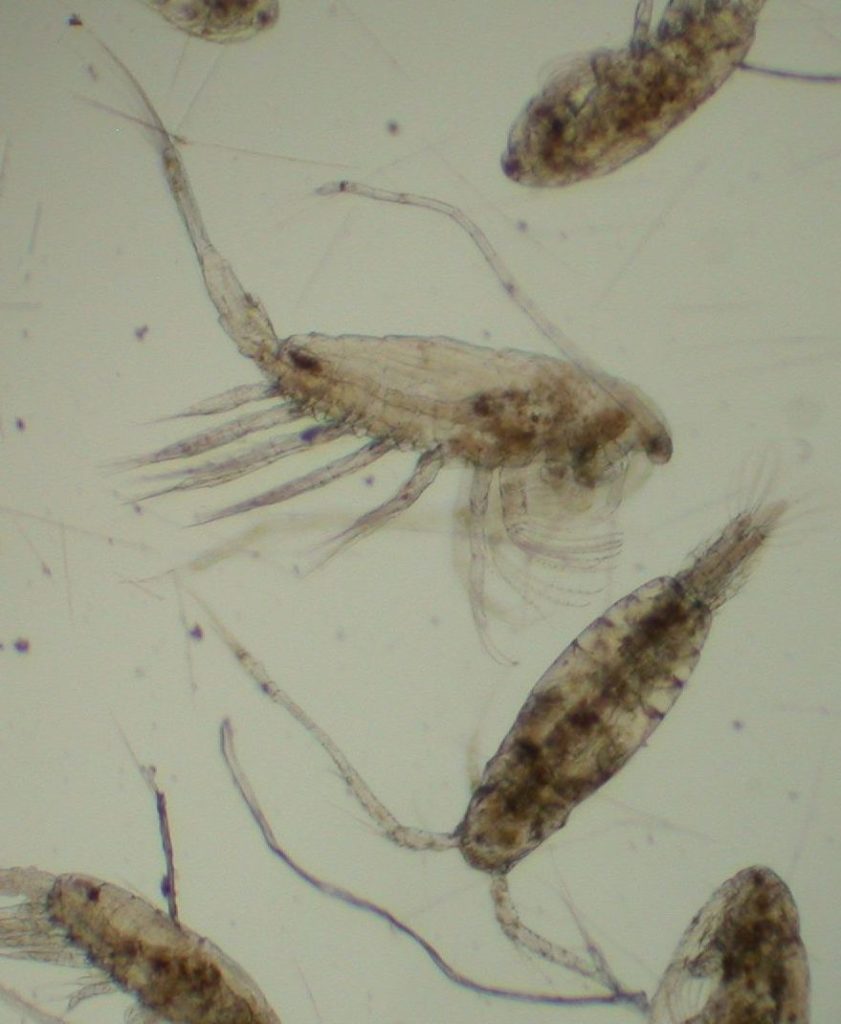 Training course on zooplankton identification • Zwerver